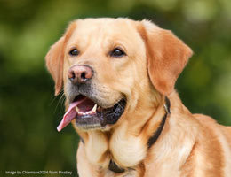 Top Benefits of Pet-Friendly Artificial Grass for Home Landscapes