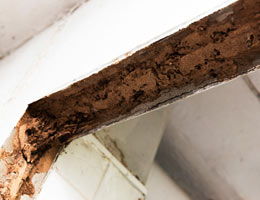 Dry Rot and Fungus Wood Repair
