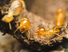 One-Stop. Full Termite Service.