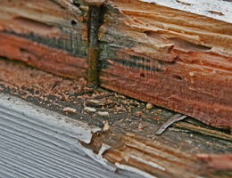 Drywood Termite Control