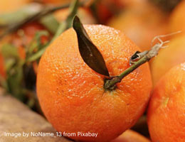 Exploring Orange Oil: A Natural Alternative for Termite Control