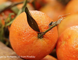 Exploring Orange Oil: A Natural Alternative for Termite Control