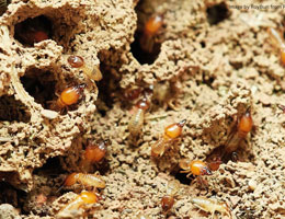 Termite Inspection Checklist: A Comprehensive Guide for Homeowners
