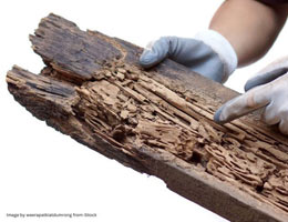 Expert Guide: What to Expect from Professional Termite Damage Repair