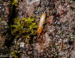 Understanding the Termite Life Cycle: Prevention and Infestation Control