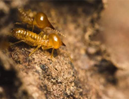 What Are the Effects of Waiting for Termite Treatment?