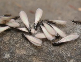 Alternatives to Fumigation: Pet-Friendly & No-Move Options for Termite Treatment