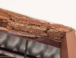 Essential Drywood Termite Control Tips for Homeowners