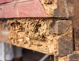 Termite Control: Drywood vs Subterranean Termites