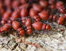 Understanding the Relationship Between Termite Inspections and Homeowners Insurance