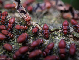 Why Termite Repair Service Is Just as Important as Termite Removal