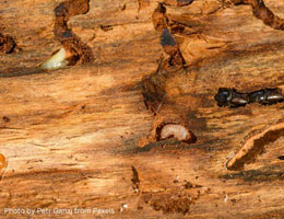 The Signs of Termite Infestation