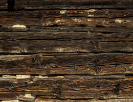 What Are the Effects of Waiting for Termite Treatment?