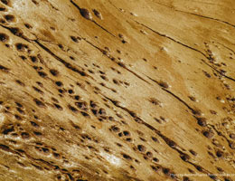 How to Maintain Your Home After Termite Repair