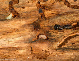 What’s Hiding in Your Home? Why Termite Inspections Matter.