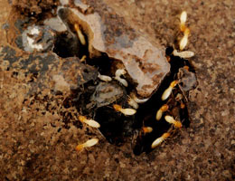 Subterranean Termite Control