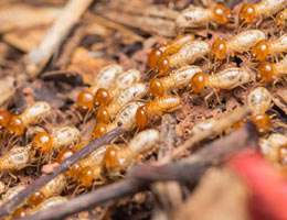 Termite Facts and Types