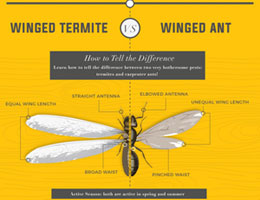Understanding the Relationship Between Termite Inspections and Homeowners Insurance